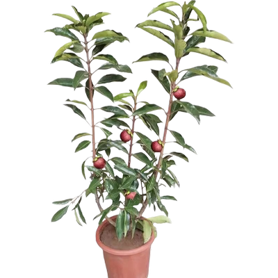 泰国白肉山竹树苗果苗当年结果