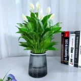 Растения в горшках с белыми пальмами просты в жизни и в них легко плавать. Гидропонные растения в офисе. Цветы и зеленые растения. Цветы антуриума выращиваются на гидропонике и цветут в любое время года. 𫔭Цветы