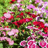 500 зерен красочного бамбукового бамбука+удобрения [купить 2 Get 1 Get 1]