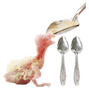 鹦鹉奶粉喂奶勺玄凤牡丹虎皮雏鸟幼鸟零天手养专用工具喂食