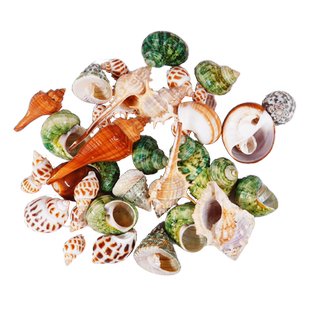 豆丁灰白草莓寄居蟹替换壳海螺壳房子天然鱼缸水族造景装饰整包