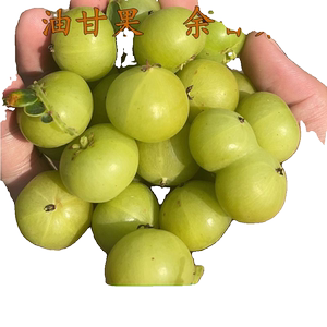 现摘新鲜油甘果牛甘果余甘子油柑滇橄榄果孕妇酸水果整箱包邮s