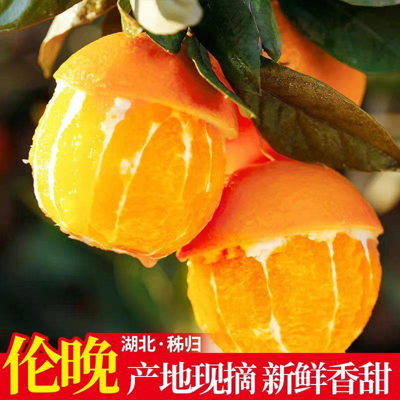 秭归伦晚脐橙:春天的第一口甜蜜🍊,鲜嫩多汁,现摘现发!-橙-淘宝百科网