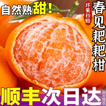 Sf sichuan chunjian tangerine tangerine 10 pounds sweet orange seasonal whole box loquat fresh fruit ugly tangerine