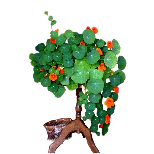 Роль Золото Семена семян лотоса сезон сезон четыре сезона сеять цветочные семена поднимают виноградные цветочные семена