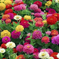 300 капсул из сотен травы+удобрения [купить 2 получить 1 Get 1]