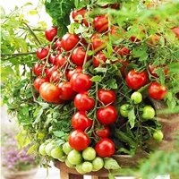 Little Tomato 200 капсул+жир [купить 2 Get 1 Get 1]
