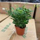 Jiulixiang evergreen potted plant | Thousands of people repurchase