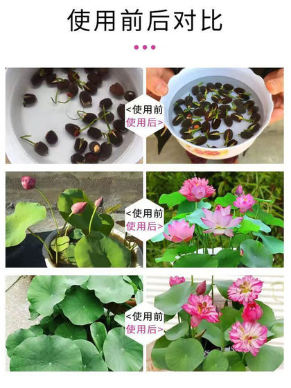 碗莲营养液专用水溶肥水培睡莲通用肥料治慢开花植物黄叶烂根净水