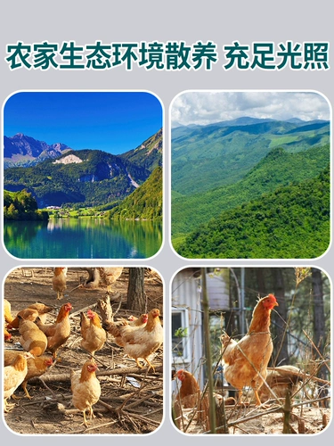 Частые свежие почвенные яйца под лесом на юге Аньхай, 50 фермеров яиц с яйцом Cordyceps теперь собирают яичный желток