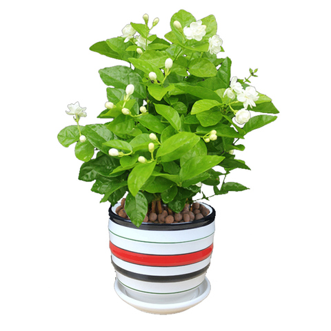 茉莉花苗盆栽带花苞老桩驱蚊水培花卉大全绿植物室内盆景四季开花