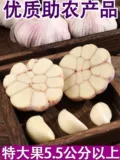 Jinxiang чесночный свежий сушеный чеснок 5 коттон из чеснока, чесночные семена 2024 Овощные оптовые пурпурные питте 10 фунтов