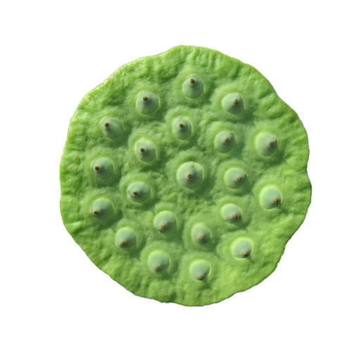 Хунань Сянгтан Fresh Lotus Film выбирает и ест сладкие и нежные семена лотоса натуральные фрукты.