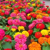 Семена циннии, комбинация полевых цветов, семена циннии с двойными лепестками, простые в жизни семена цветов, посев в горшках для двора, балкона