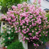 Розовый цветок Мяо Тэн В этом сезоне