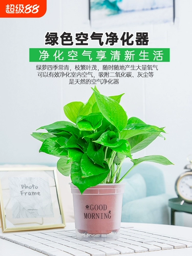 Зеленый горшечный горшок посаженный формальдегид очищающий воздух в крытый офис гидропонный цветочный цвет зеленый растение Новое домохозяйство.