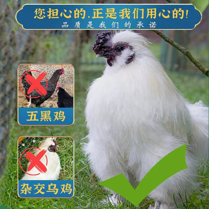 乌骨鸡的功效探析-健康-淘宝百科网
