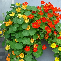 Семя лотоса Gorin [30 капсул] 1 упаковка для удобрений [купить 2 Get 1 Get 1]