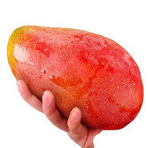Hainan Guifei Mango 9 pounds fresh seasonal whole box tree ripe tropical red golden dragon large fruit