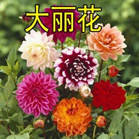 300 капсул Dalihua+удобрения [купить 2 получить 1 Get 1]