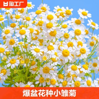 Flower seeds, daisies, pop in pots and bloom easily in all seasons
