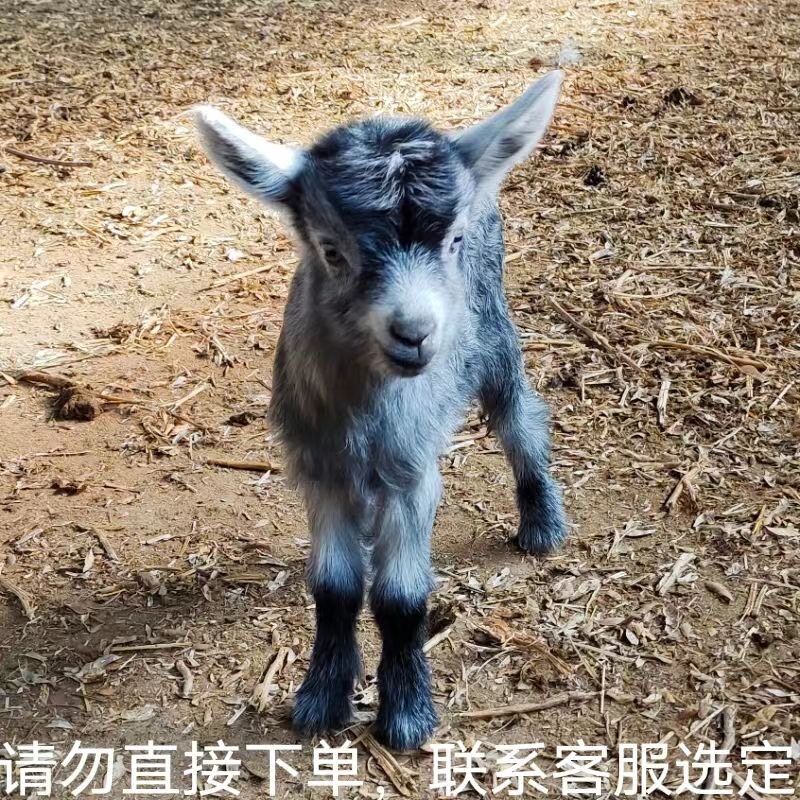 🔥超萌侏儒羊，让你的心瞬间融化！🐑🐾-其它宠物-淘宝好物网