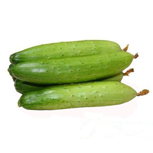 Семена голландского мини -огурца с высоким уровнем устойчивости к болезням фестиваля.