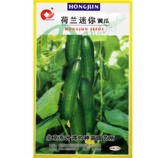 Семена голландского мини -огурца с высоким уровнем устойчивости к болезням фестиваля.