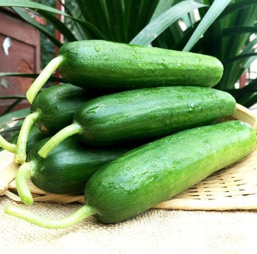 Семена голландского мини -огурца с высоким уровнем устойчивости к болезням фестиваля.