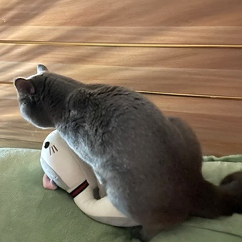 Teasing the cat's public cat lagoon to sleep with cat sex vent cat sex Toy toy Cat Supplies Plush Cat Hair Cat Hair