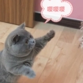 陈猪猪猫舍