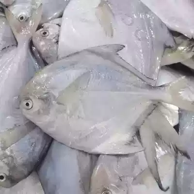 New fan benefits 4 catties of Pomfret (6-7 pieces or one catty)