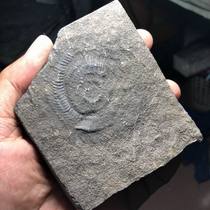 Natural marine life fossils Paleontological fossils Popular science special ornaments Qingxiu rough training hands