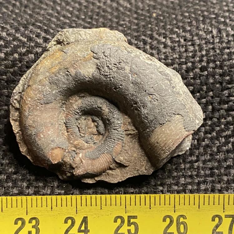 Corner stone trilobite fossil Dermoid bug ancient biokop teaching gift Pemoto original stone natural original stone Shandong