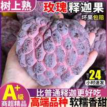 SF Express 5 pounds of rose milk custard apple freshly picked large fruit seasonal fruit custard apple Muni pineapple