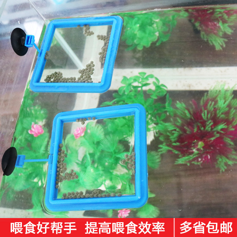 Feeding circle Fish food Feeding circle Small fish Fish food Fixed feeding circle Aquarium Floating feeder