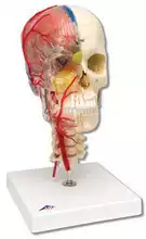 Human skeleton model semitransparent nerve cervical spine skull model imported skull model skull model