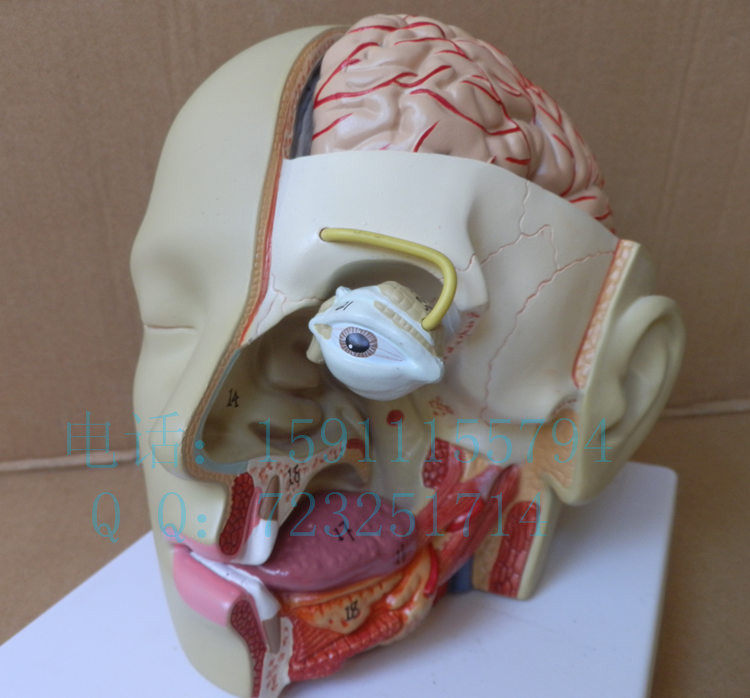 Export-type human head anatomical model head with brain model otolaryngeal model oral model