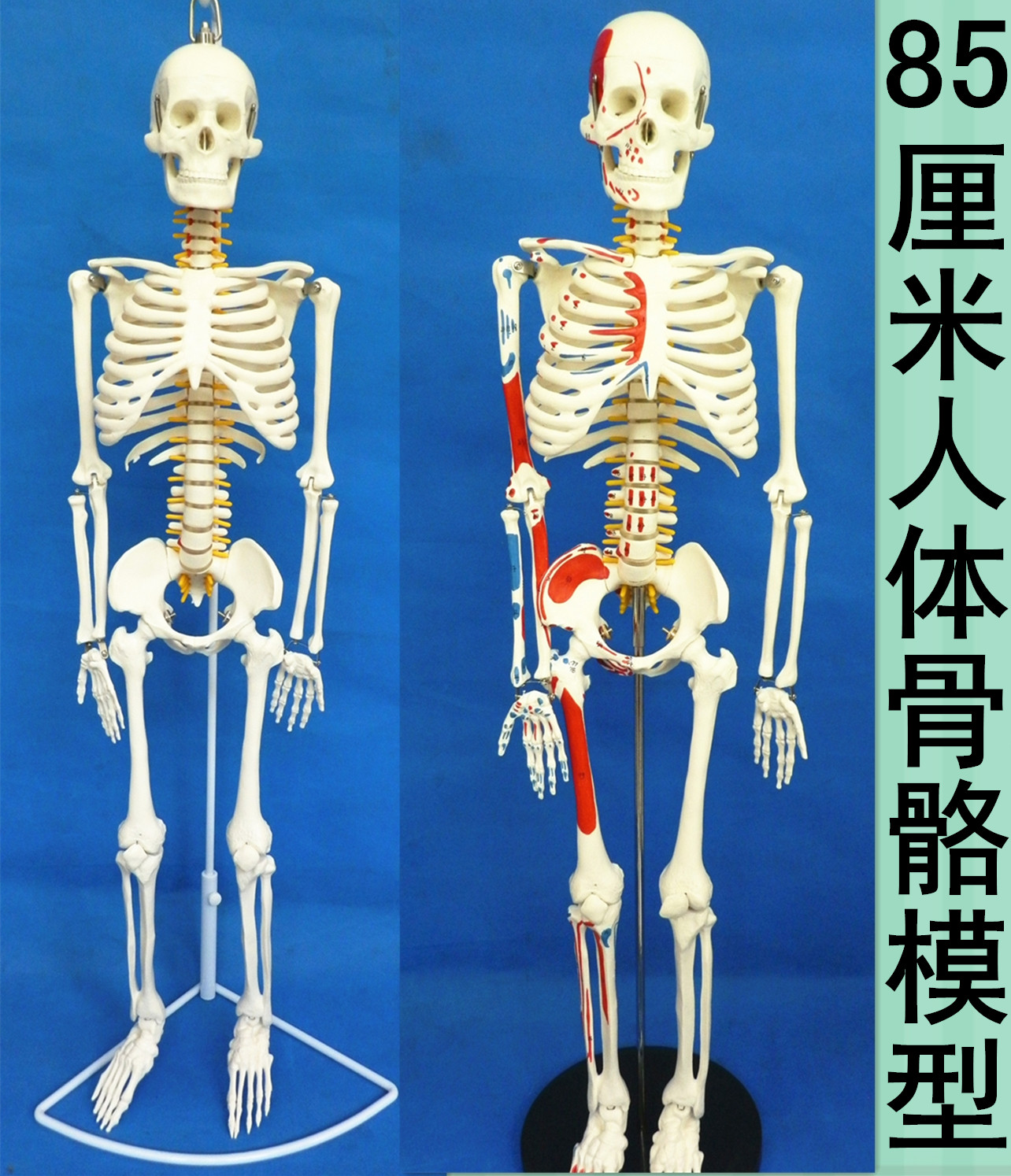 医用人体骨骼模型人体脊椎骨架医用脊柱标本小人全身骨模型85厘米