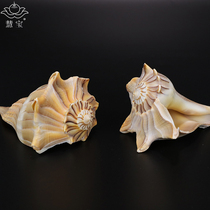 Selected eight natural right-handed Beckham Buddhist auspicious table method imported biological white shell