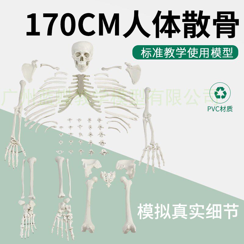 170cm成人散骨医学骨骼模型 教学用游离式人体骨架 14岁以上科教模型