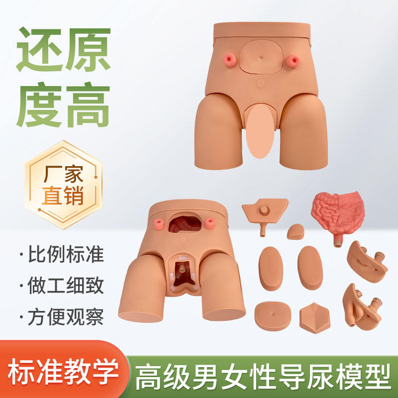 男女性导尿模型 插尿管模型 医学导尿技能操作护理模特 灌肠模型