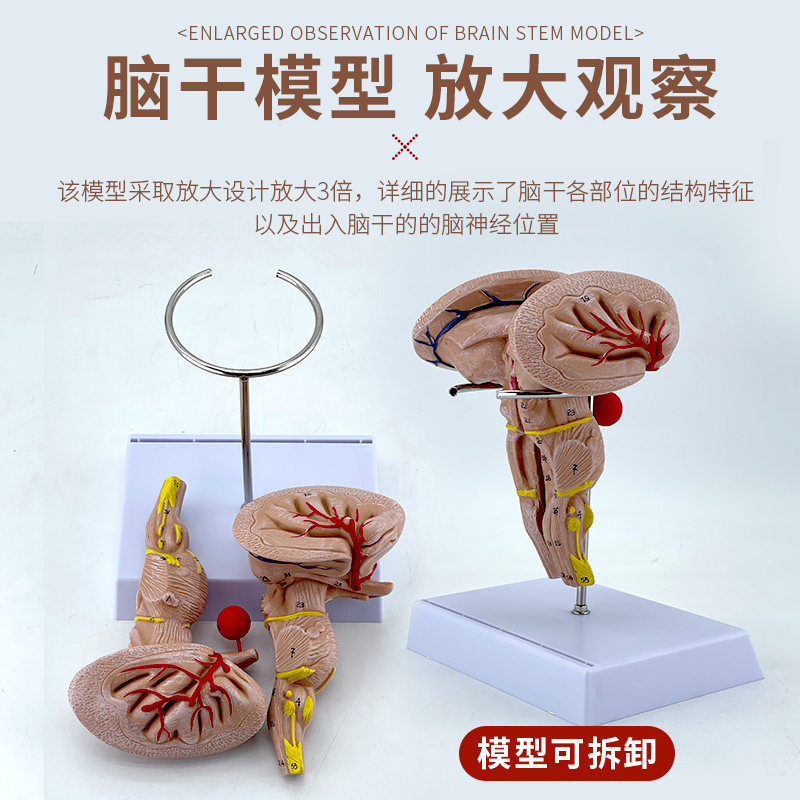 教学人体脑干放大 间脑丘脑核团解剖模型神经科教学示范演示教具
