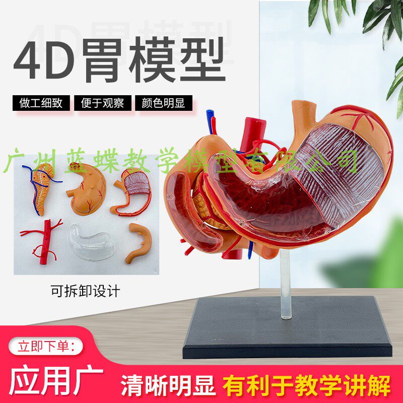 人体胃解剖模型4D幼儿拼装玩具人体消化系统医用教学仿真胃模型