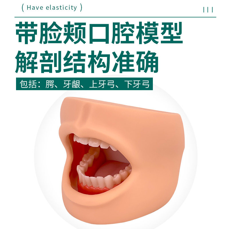 自然大牙护理保健模型 高级口腔护理模型(带脸颊)有舌头