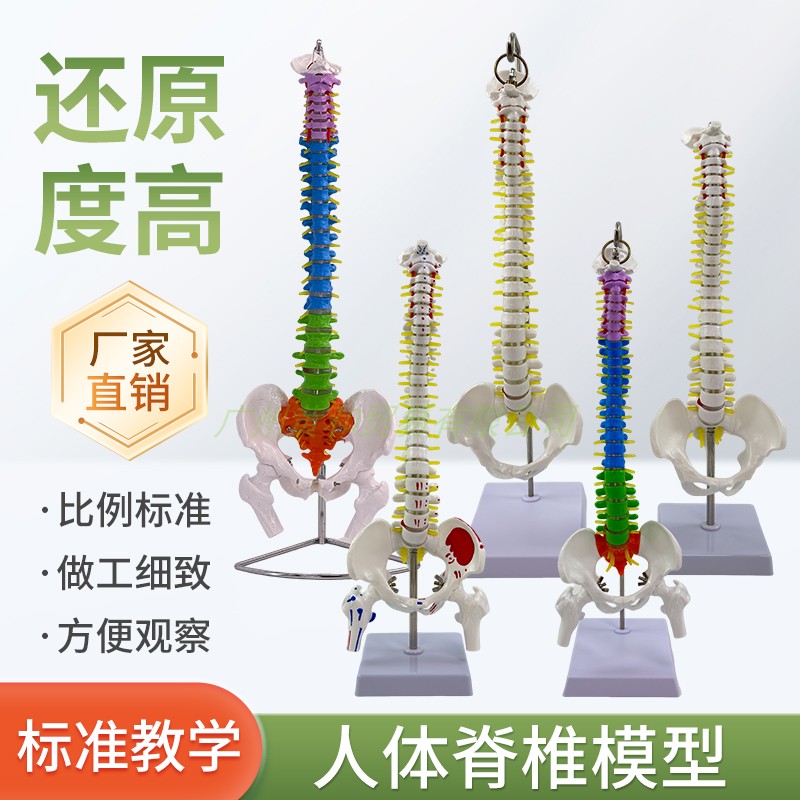 人体脊柱模型1:1成人正骨练习脊椎模型颈椎腰椎 骨骼模型骨架模型