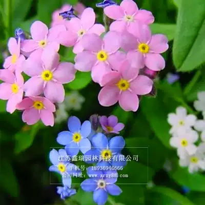 勿忘我花种子蓝色勿忘草家庭院四季易种园艺阳台盆栽花卉绿植种子
