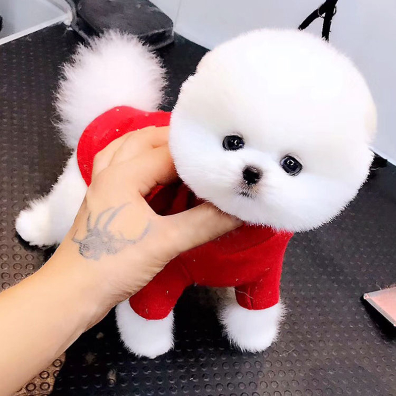 Teacup Pomeranian Golden Retriever Labrador Samoyed Corgi Husky Alaska Puppy Pet Dog