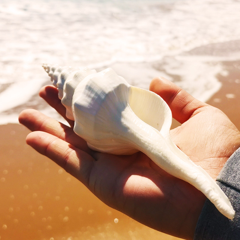 Natural sea snail shells coral white long screw-snail right-handed sea snail shop window swing with fish tank view shooting props