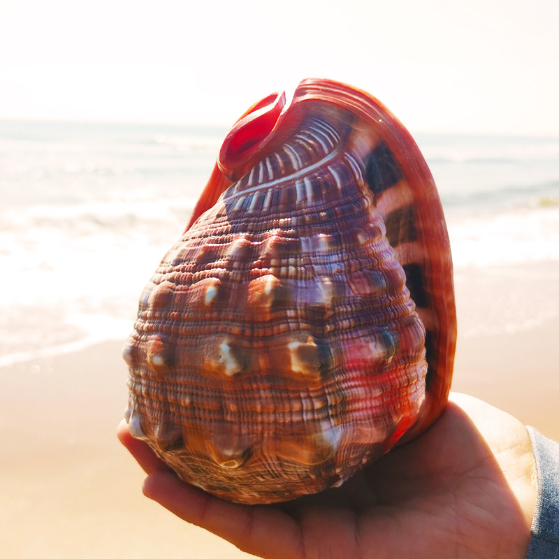 Super large fish tank conch shell handicraft decoration Oversized jewelry Four famous snails Wanbao snail natural specimens